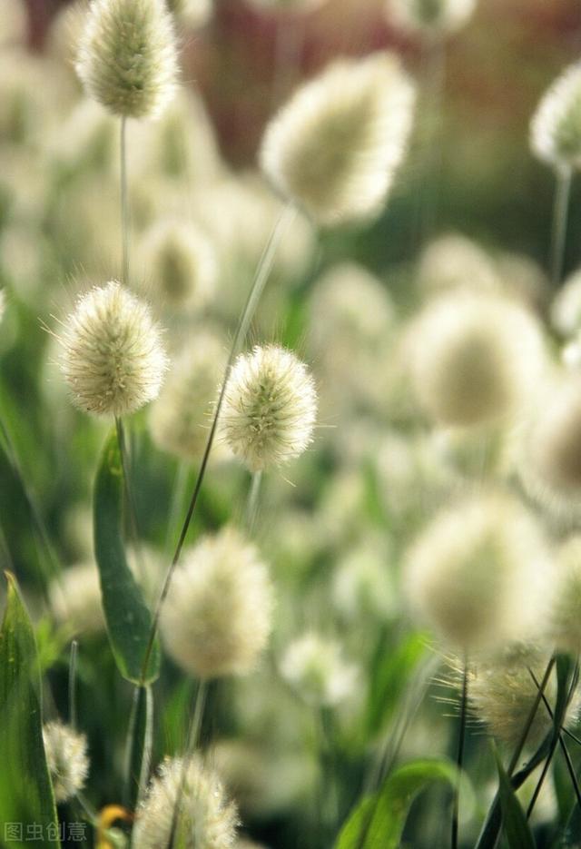 兔尾草花语是什么，兔尾草干花花语（那12生肖的代表植物我选这些）