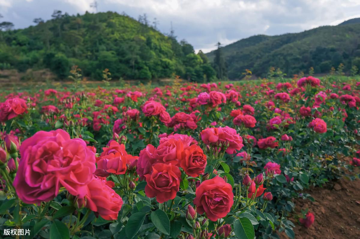 各国国花图片及名称（世界国花大盘点）