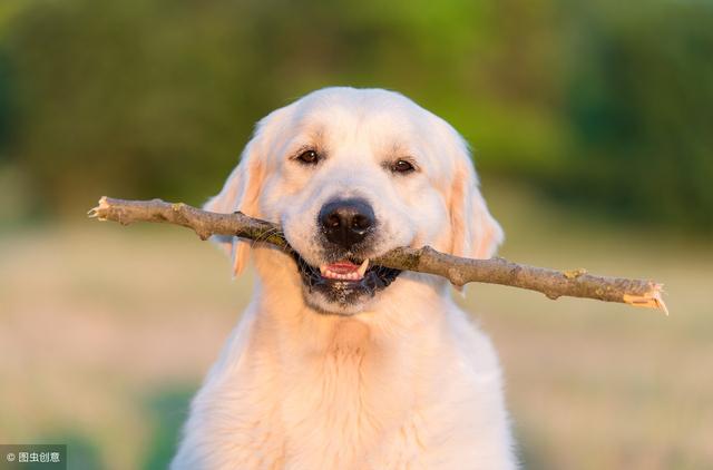 金毛一般买公的还是母的，金毛犬吃什么食物最好（选择金毛犬还是拉拉犬）