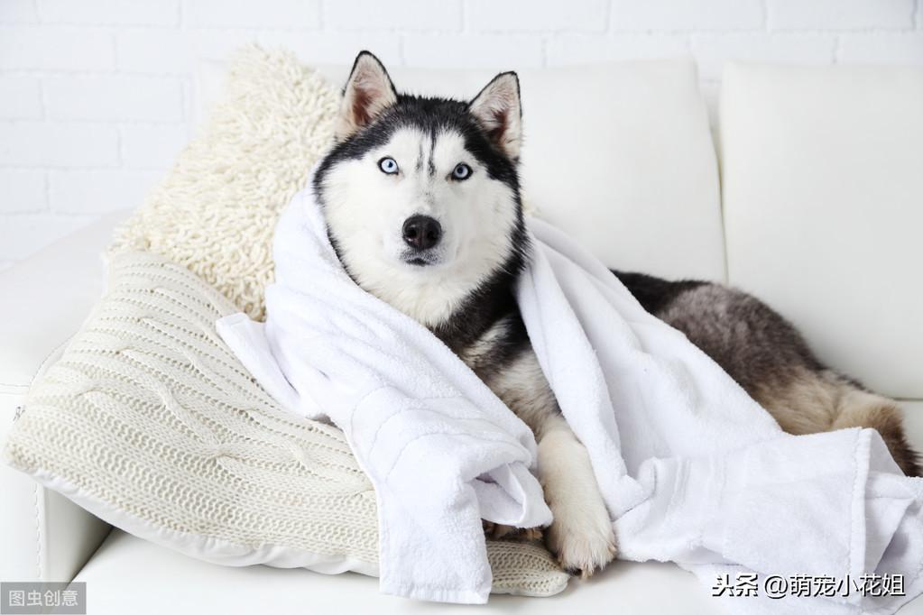 狗狗生完宝宝了还有什么需要注意的（狗狗怀孕前后的饮食和保健指南）