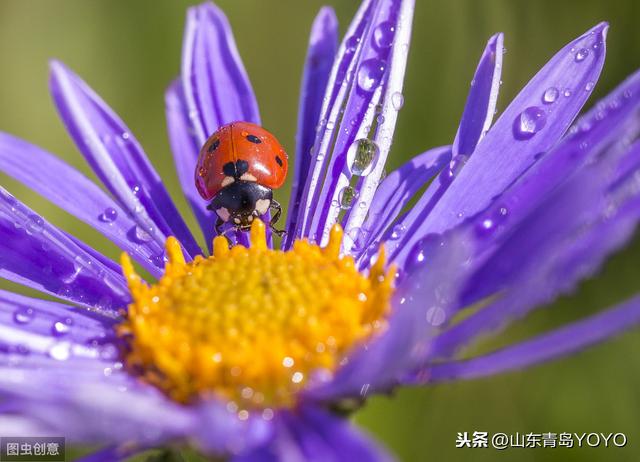 花语大全带图片，花语带图片（各种花的图片及花语）