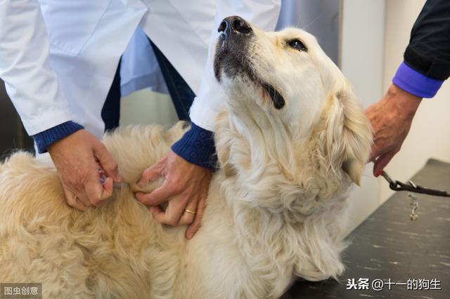 狂犬病传染途径严家新_严家新博客 狂犬病_狂犬病潜伏期最长多久严家新