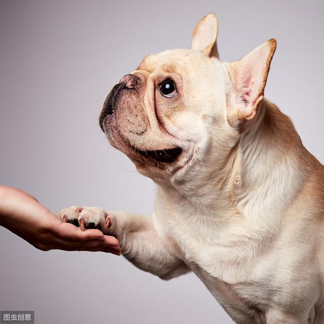 法斗犬的特点，法斗犬的特点是什么（法国斗牛犬优点很多）