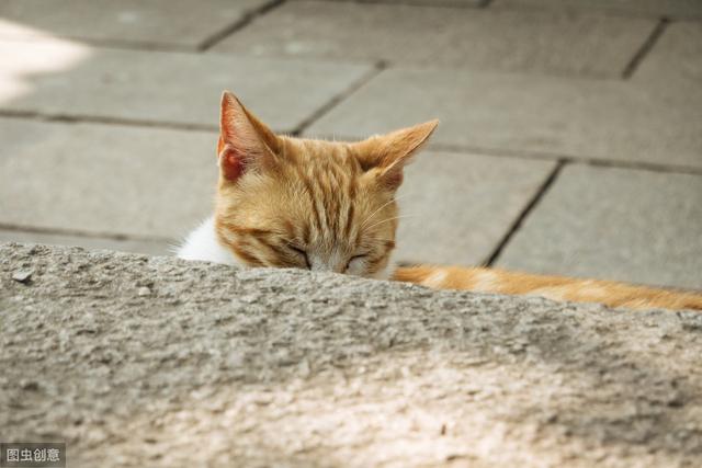 猫艾滋病的症状，猫艾滋病的症状表现（饲养一只患有艾滋的猫咪安全吗）