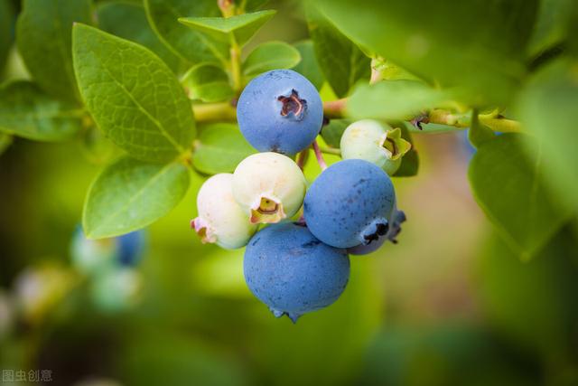 藍莓畝產量多少斤，藍莓一畝地能產多少斤（自身特點是基礎）