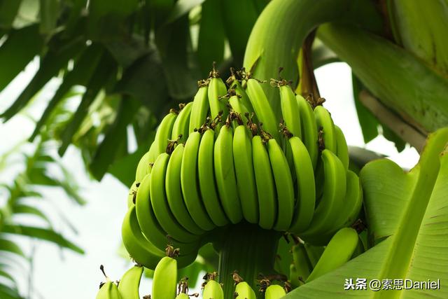 banana是什么意思中文翻译怎么读，<第62个>——banana香蕉