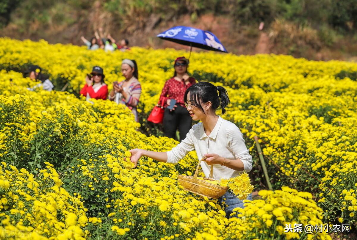 种植好项目(未来10大暴利种植药材)