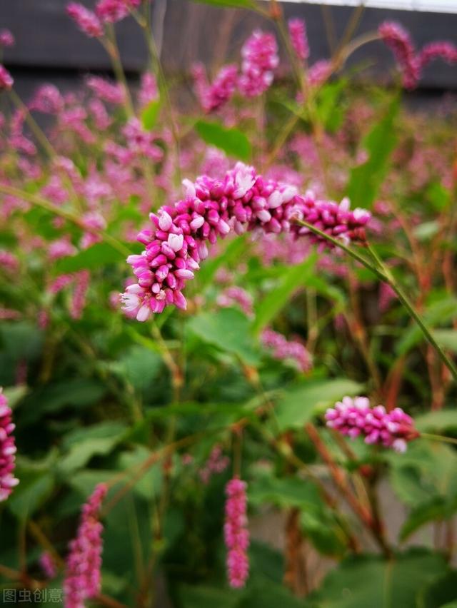 兔尾草花语是什么，兔尾草干花花语（那12生肖的代表植物我选这些）