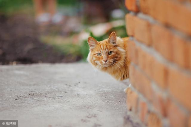 猫艾滋病的症状，猫艾滋病的症状表现（饲养一只患有艾滋的猫咪安全吗）