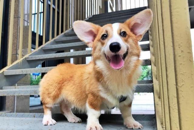 2,飼養柯基犬,這6大