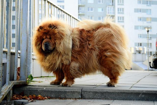 比如說養狗狗,我們就不要養藏獒比特犬等這樣的大型又兇猛的犬類了