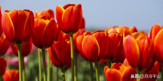 蓝色郁金香花语，蓝色郁金香花语象征与寓意（爱的表白、永恒的祝福）