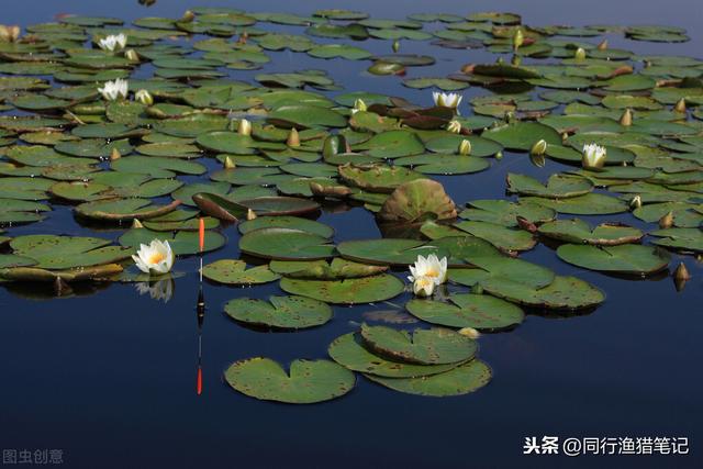 野钓鲫鱼的方法，如何野钓鲫鱼（轻轻覆盖近、中、远三个距离）