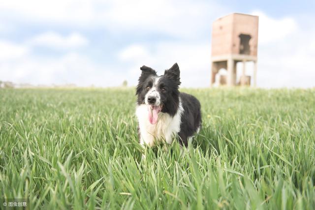 边境牧羊犬好养吗，边境牧羊犬好养吗 知乎（边境牧羊犬真的好养吗）