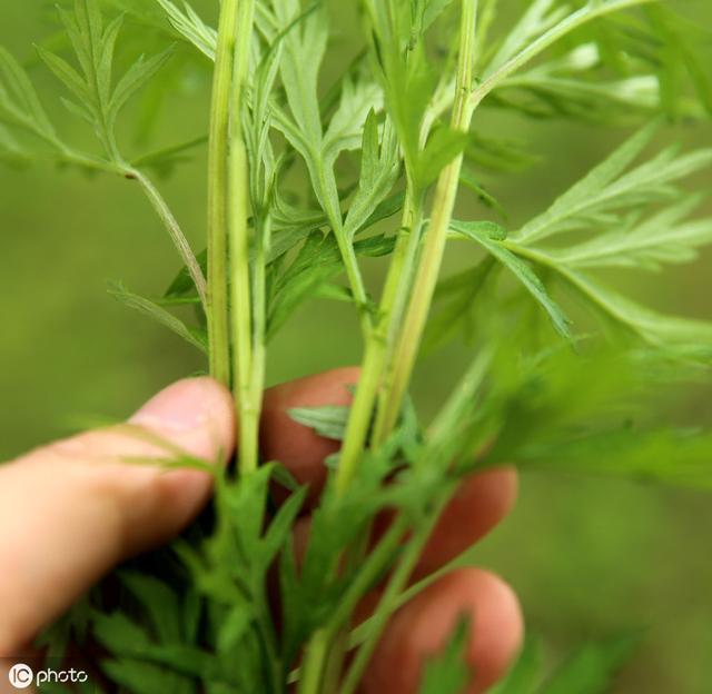 艾叶泡澡对身体有什么好处和坏处，长期艾叶泡澡的好处与坏处（家有三年艾，郎中不用来）