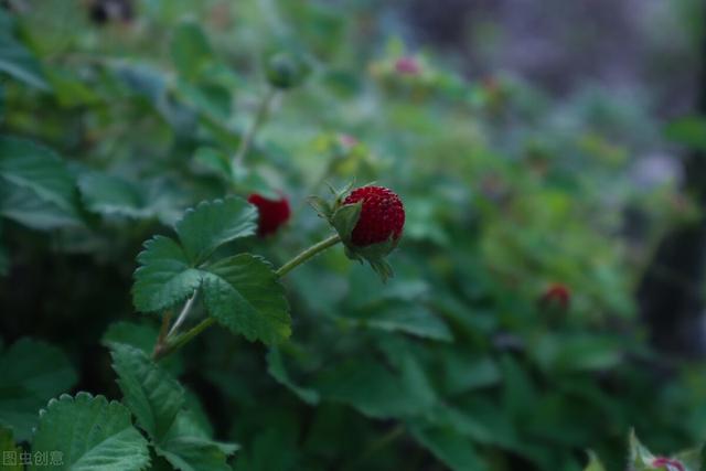 兔尾草花语是什么，兔尾草干花花语（那12生肖的代表植物我选这些）