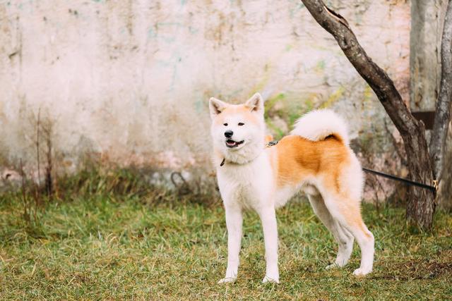 秋田犬圖片,瞭解