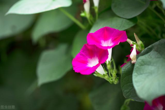 兔尾草花语是什么，兔尾草干花花语（那12生肖的代表植物我选这些）