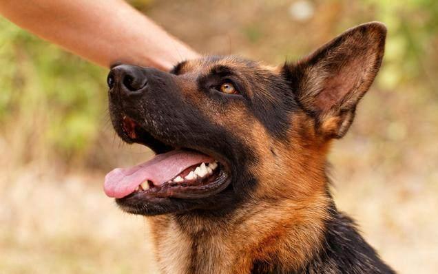 德国牧羊犬和罗威纳哪个好，为何养德国牧羊犬的人比罗威纳多