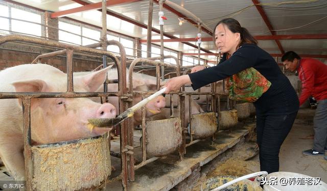 母猪的饲养管理方法，各阶段饲养方式、饲喂量及管理