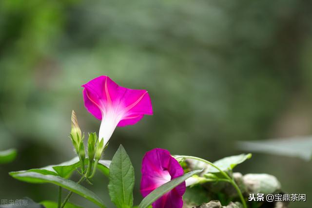 牵牛花为什么叫牵牛花，牵牛子有什么作用（明明没有牛，为何它叫牵牛花）