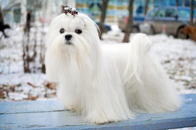 比熊寿命能超过几年，受欢迎的10种小型犬