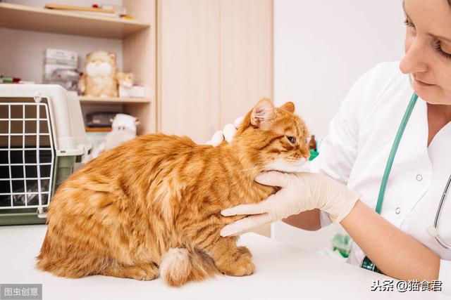 怎样给猫注射疫苗，怎样给猫猫打疫苗（在家给猫咪打疫苗的你）