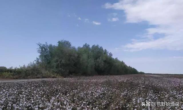 沙枣的功效与作用，沙枣的功效与作用禁忌（你从未如此详尽了解新疆的沙枣）