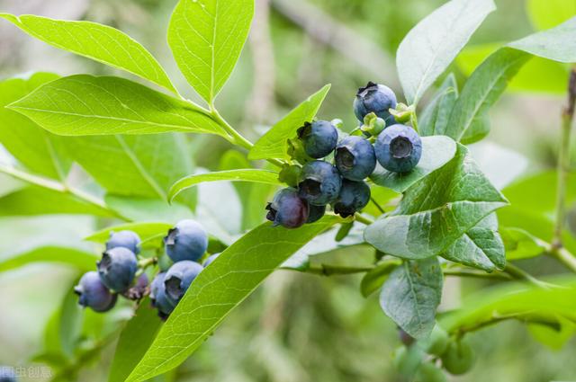 藍莓畝產量多少斤，藍莓一畝地能產多少斤（自身特點是基礎）