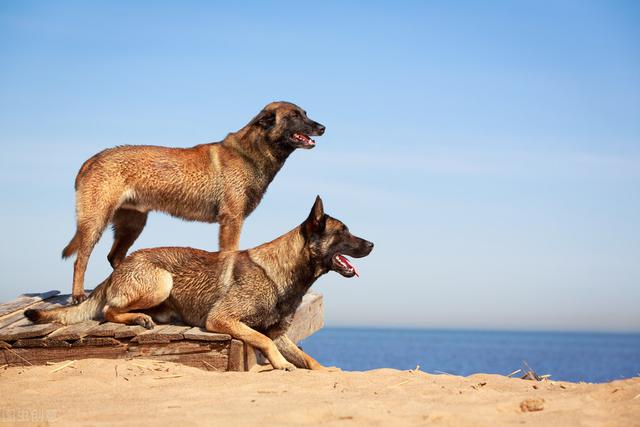 德国牧羊犬是柯利犬种吗，原来牧羊犬有很多种