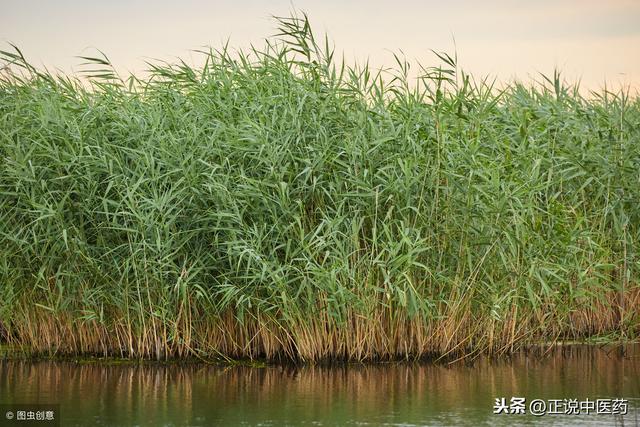 什么叫干葛，干葛根的功效与作用及食用方法（头痛、胃痛、呕吐）