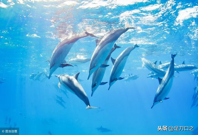 红海是什么颜色，红海海水一般呈什么色（“红海”名称的由来）