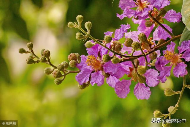 紫薇什么时候开花，紫薇花什么时候开的（谁说花无红百日，紫薇就可以）