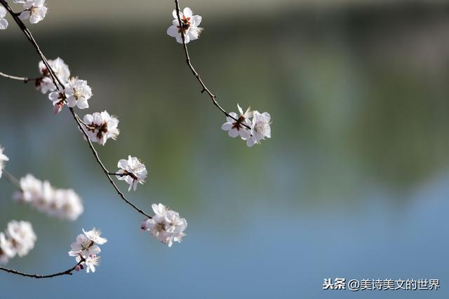 逃之夭夭灼灼其华，桃之天夭，灼灼其华（为何会诞生成语“逃之夭夭”）