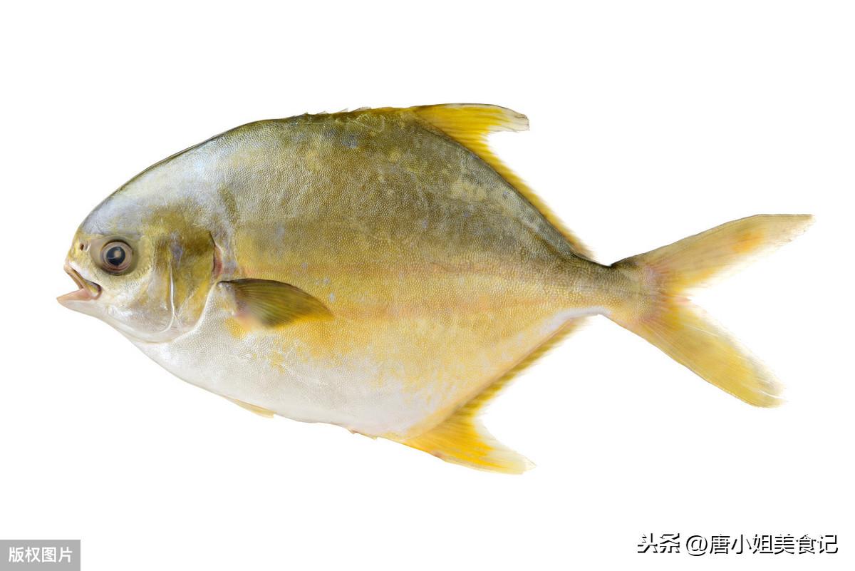 金鲳鱼鱼刺分布示意图图片