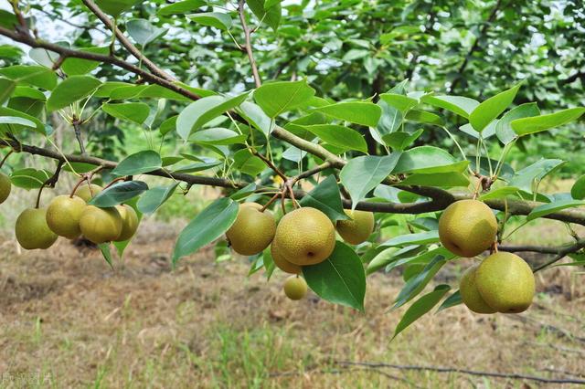 星苹果的种植技巧有哪些，苹果栽植方式（保证果树良好健康的生长）