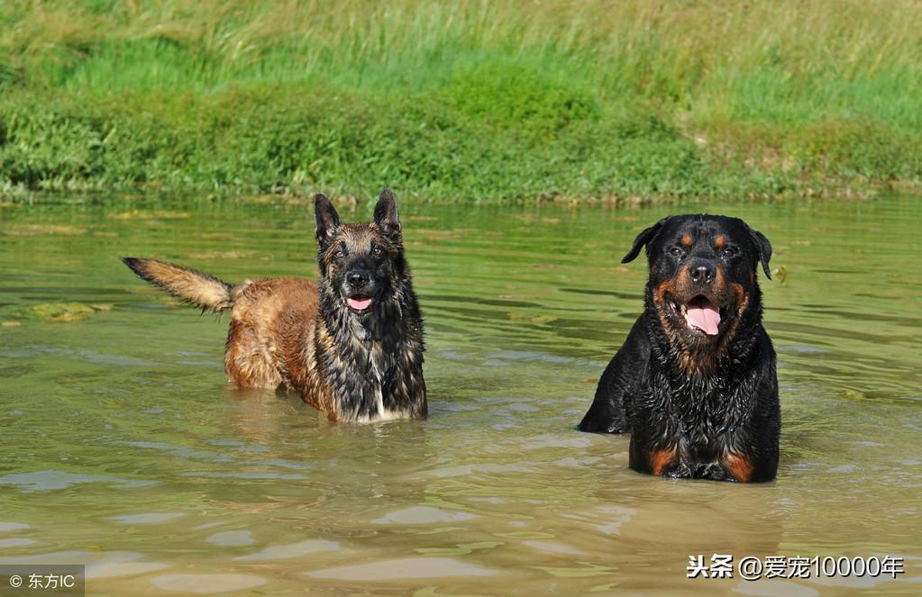 罗威纳犬幼犬(纯种罗威纳犬)