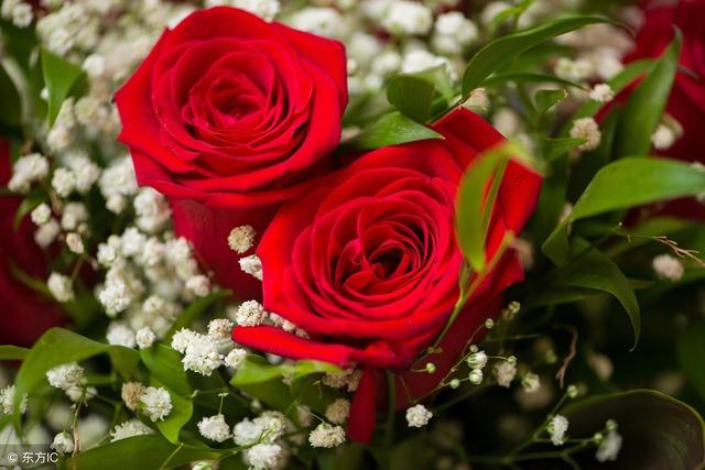 十一朵玫瑰花的花语是什么意思，十一朵玫瑰代表什么意思（十一朵玫瑰的花语，你知道吗）