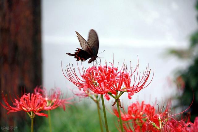 彼岸花寓意是什么，彼岸花的意思和含义（一言难尽——彼岸花）