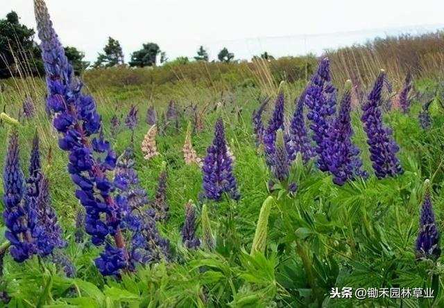 穗花婆婆纳多少钱一株，穗花婆婆纳广东能种吗（穗花婆婆纳既可布置多年生花坛）