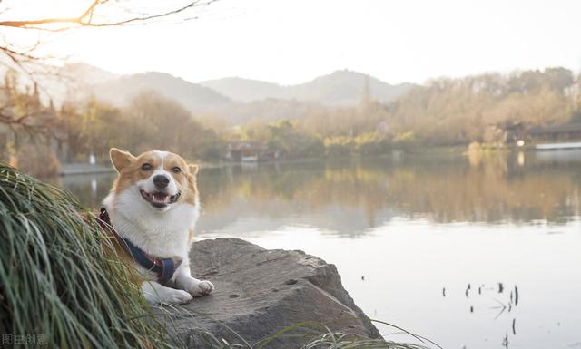 柯基不能吃什么，柯基犬都能吃什么（这5个禁忌）