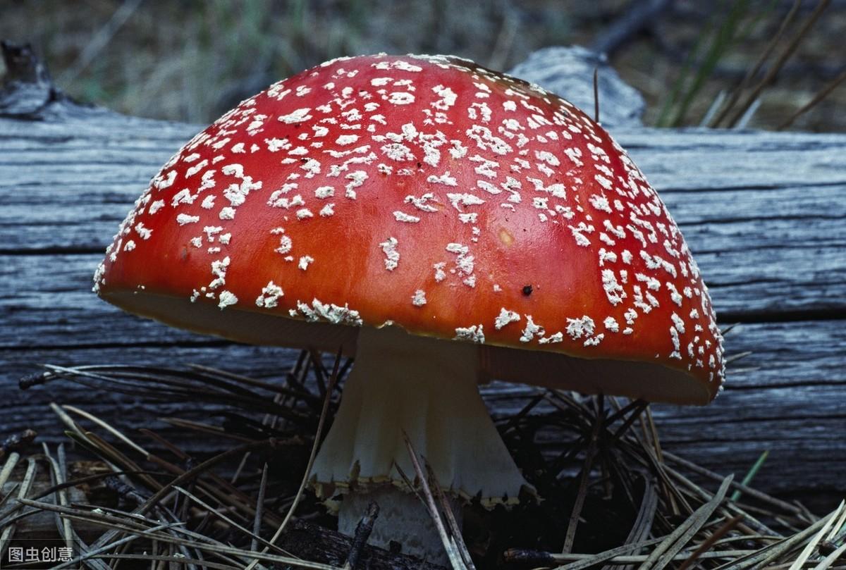 泰迪狗狗不能吃哪些水果蔬菜？（小心！这些水果蔬菜会危害泰迪健康）