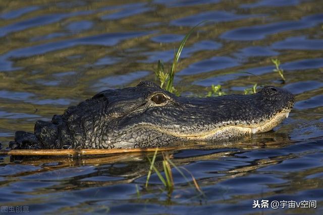 河馬和鱷魚哪個厲害,河馬怕鱷魚嗎(誰才是水中的