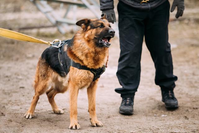 德牧犬的优点和缺点，德国牧羊犬的缺点有哪些（劝你不要盲目饲养）