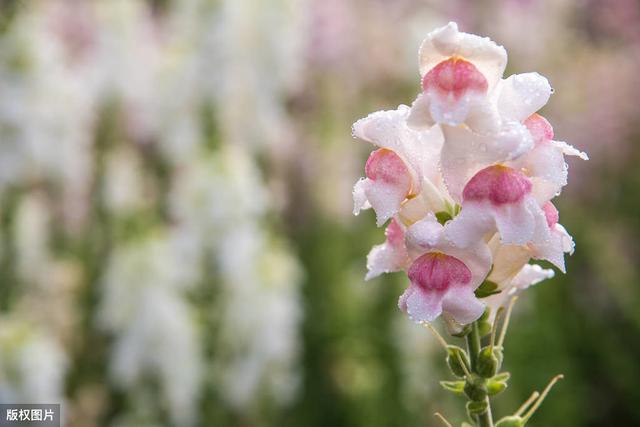 金鱼草的花语，金鱼草的花语加图片（公园里常见的金鱼草）