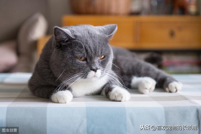 矮脚猫品种有哪些，矮脚猫都有什么品种（你们喜欢哪种种类的猫呢）