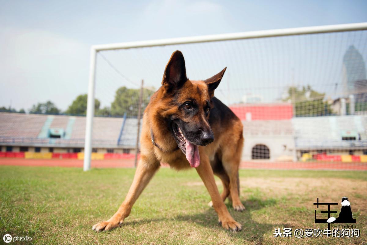 德国牧羊犬幼犬的饲养方法，牧羊犬怎么喂