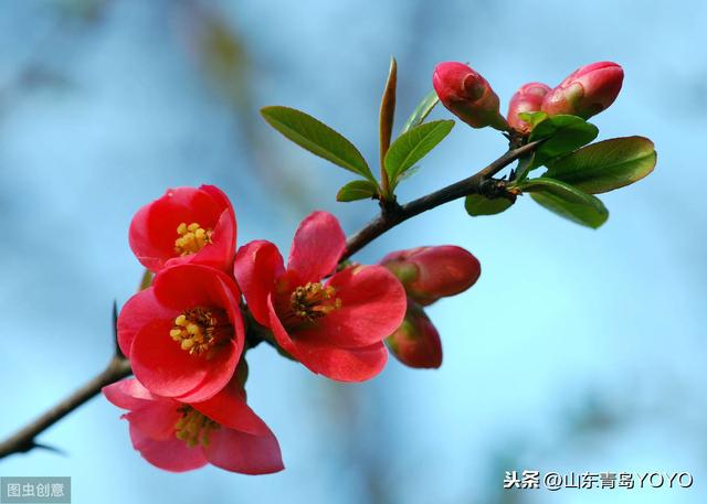 花语大全带图片，花语带图片（各种花的图片及花语）