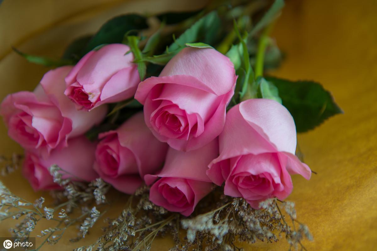 送玫瑰的含义和寓意，1一100朵玫瑰花代表什么意思