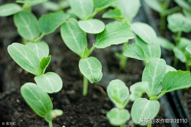 西瓜种子多久发芽，西瓜种子几天发芽出土（最全西瓜催芽育苗技术）